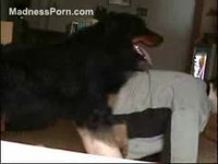 Curious young man on webcam having bestiality sex with his big black dog
